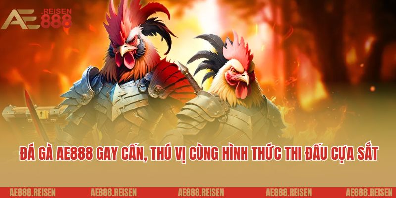 Đá gà AE888 gay cấn, thú vị cùng hình thức thi đấu cựa sắt
